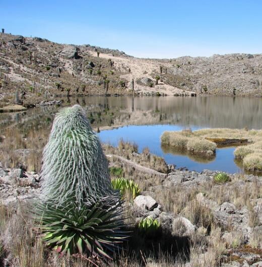 Lobelia telekii 'Mt. Kenya' - Giant Lobelia - Image 10