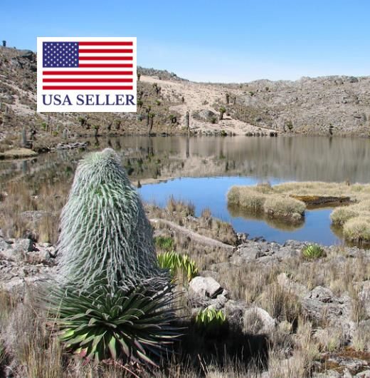 Lobelia telekii 'Mt. Kenya' - Giant Lobelia - Image 11