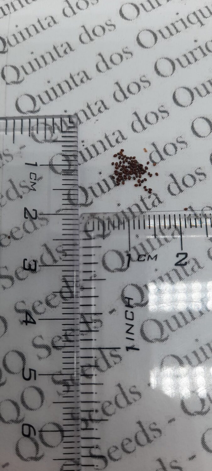 Lobelia telekii 'Mt. Kenya' - Giant Lobelia - Image 12