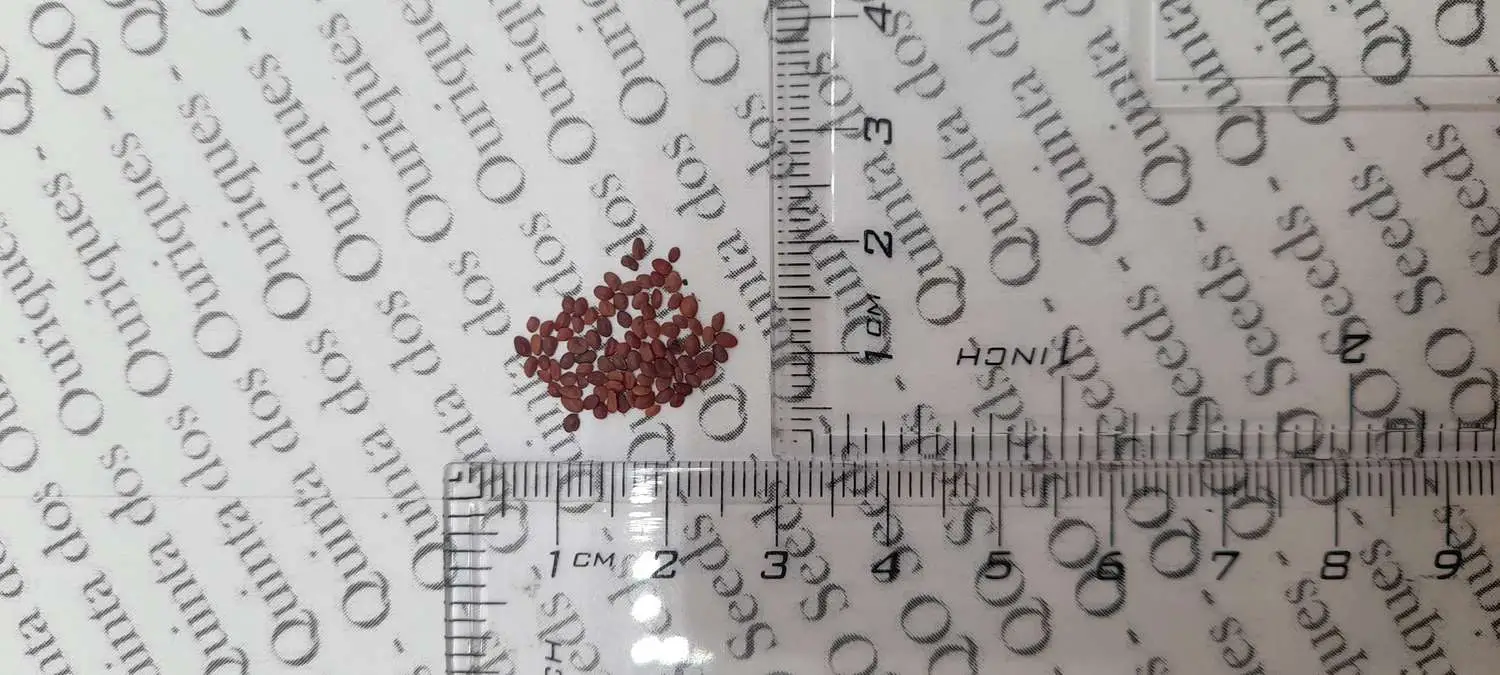 Lonicera caerulea var. edulis - Honey Berry, Blue Honeysuckle, Sweetberry Honeysuckle, Fly Honeysuckle, Blue Fly Honeysuckle, Blue-berried Honeysuckle - Image 5