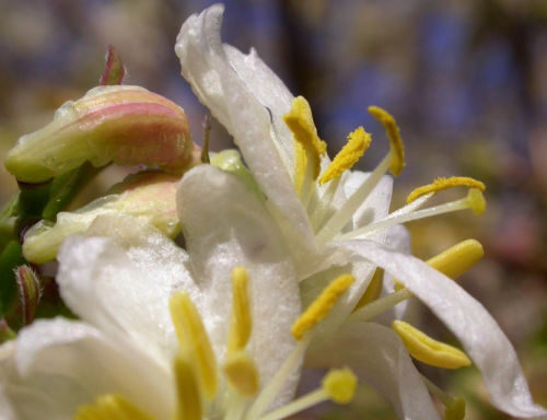 Lonicera fragrantissima - Winter-Flowering Honeysuckle, Fragrant Shrub - Image 3