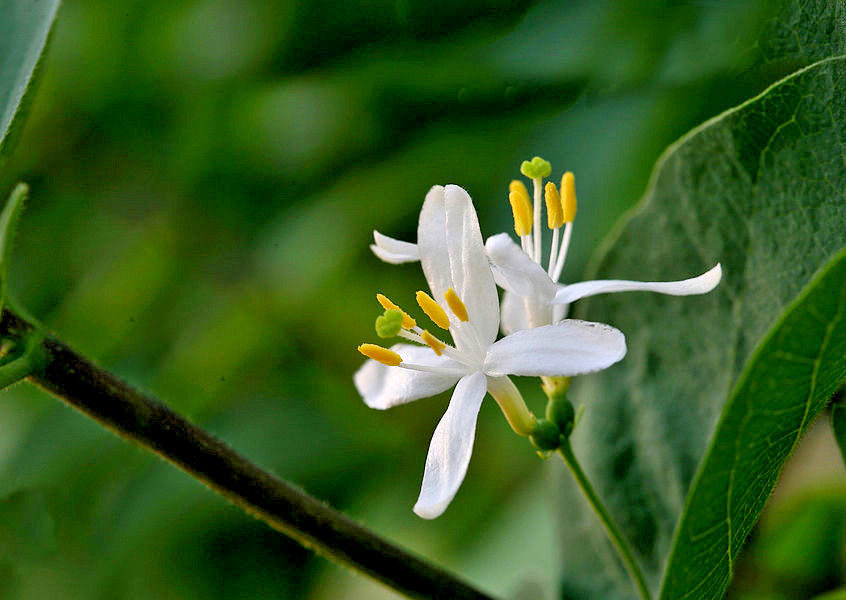 Lonicera fragrantissima - Winter-Flowering Honeysuckle, Fragrant Shrub - Image 5
