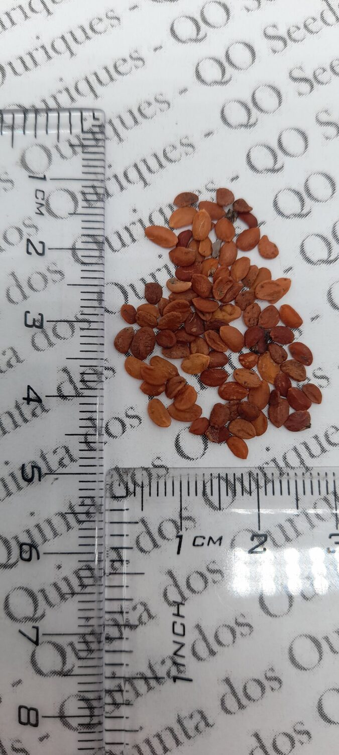 Lonicera fragrantissima - Winter-Flowering Honeysuckle, Fragrant Shrub - Image 6