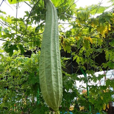 Luffa acutangula - Loofah, Sponge Gourd