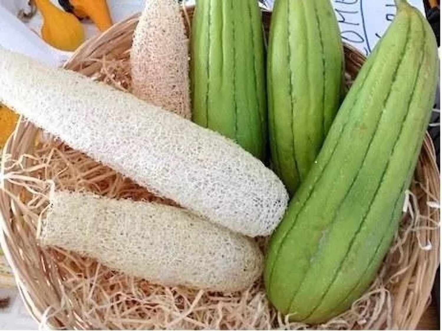 Luffa cylindrica / Luffa aegyptiaca / Cucurbita luffa / Momordica cylindrica - Loofah, Sponge Gourd, Vegetable Sponge, Egyptian Cucumber, Vietnamese Luffa