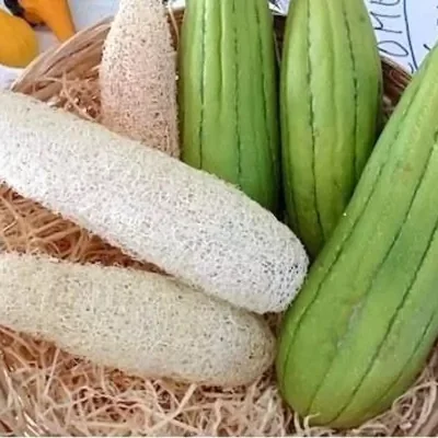 Luffa cylindrica / Luffa aegyptiaca / Cucurbita luffa / Momordica cylindrica - Loofah, Sponge Gourd, Vegetable Sponge, Egyptian Cucumber, Vietnamese Luffa