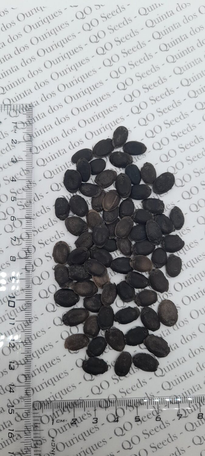 Luffa cylindrica / Luffa aegyptiaca / Cucurbita luffa / Momordica cylindrica - Loofah, Sponge Gourd, Vegetable Sponge, Egyptian Cucumber, Vietnamese Luffa - Image 9