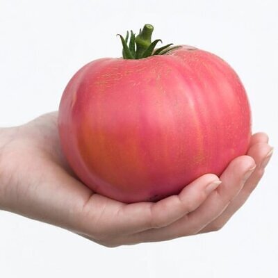 Solanum lycopersicum 'Rose Bern' - Rose Bern, Rose Bern Tomato