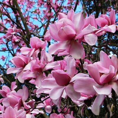Magnolia campbellii - Magnolia campbellii