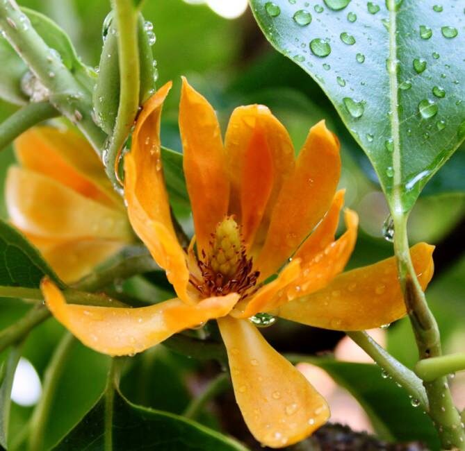 Magnolia champaca - Joy Perfume Tree