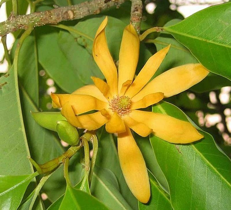 Magnolia champaca - Joy Perfume Tree - Image 2
