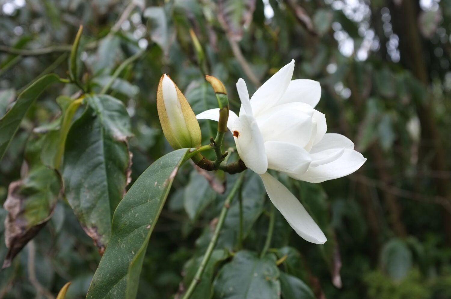 Magnolia doltsopa - Sweet Michelia, Temple Magnolia, Himalayan Magnolia, Evergreen Magnolia - Image 2