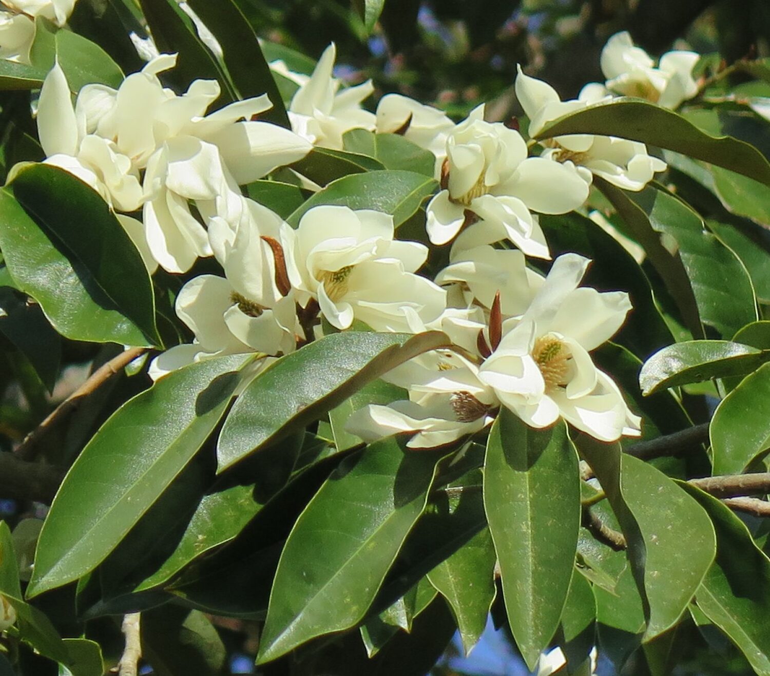 Magnolia doltsopa - Sweet Michelia, Temple Magnolia, Himalayan Magnolia, Evergreen Magnolia - Image 4