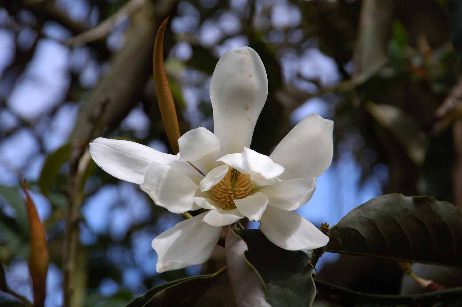 Magnolia doltsopa - Sweet Michelia, Temple Magnolia, Himalayan Magnolia, Evergreen Magnolia - Image 5