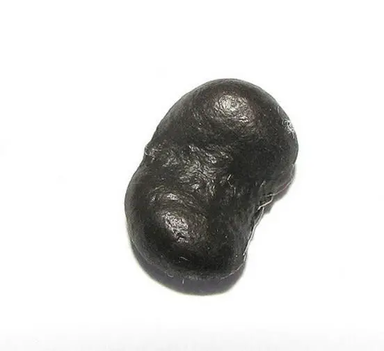 Magnolia kobus - Baleal Magnolia, champa, Japanese magnolia, kobushi magnolia, magnolia borealis - Image 2