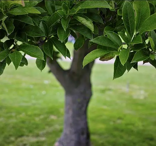 Magnolia kobus - Baleal Magnolia, champa, Japanese magnolia, kobushi magnolia, magnolia borealis - Image 4