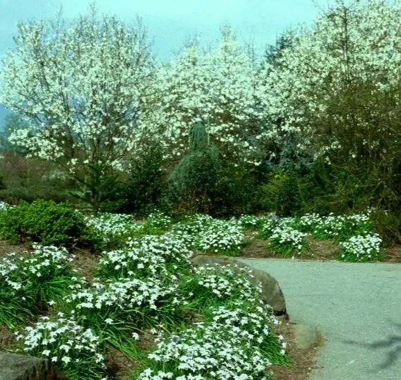 Magnolia kobus - Baleal Magnolia, champa, Japanese magnolia, kobushi magnolia, magnolia borealis - Image 5