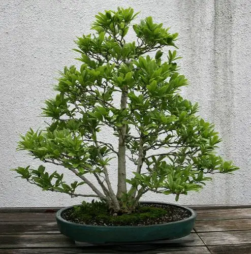 Magnolia kobus - Baleal Magnolia, champa, Japanese magnolia, kobushi magnolia, magnolia borealis - Image 9