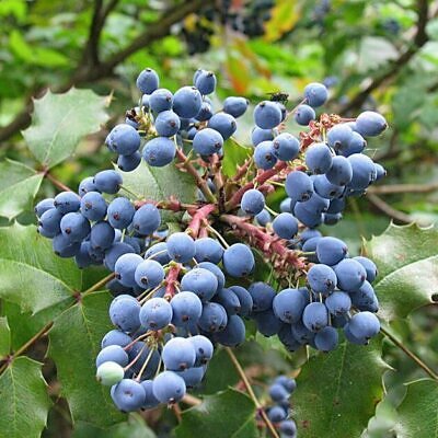 Mahonia aquifolium - Oregon grape