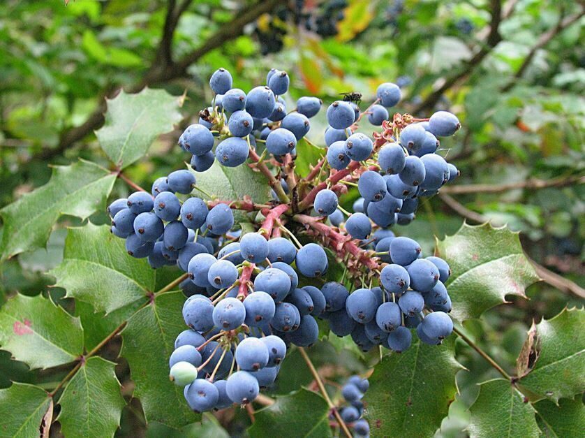Mahonia aquifolium - Oregon grape