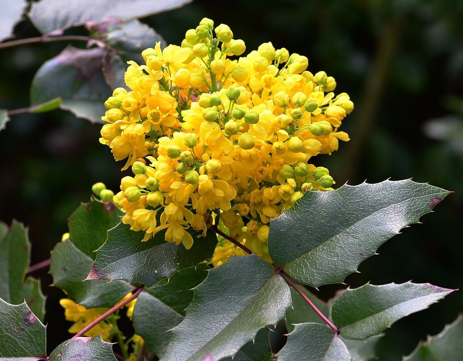 Mahonia aquifolium - Oregon grape - Image 2