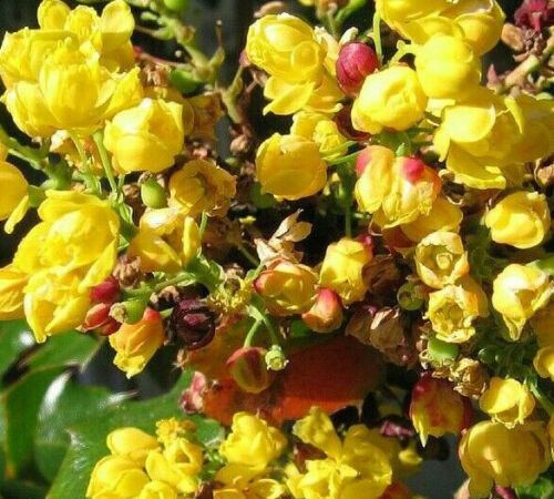 Mahonia aquifolium - Oregon grape - Image 5