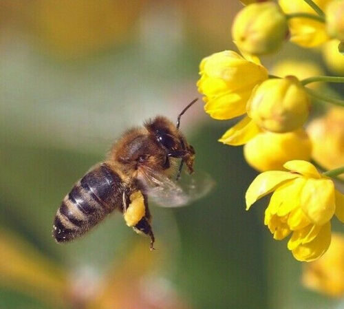 Mahonia aquifolium - Oregon grape - Image 10
