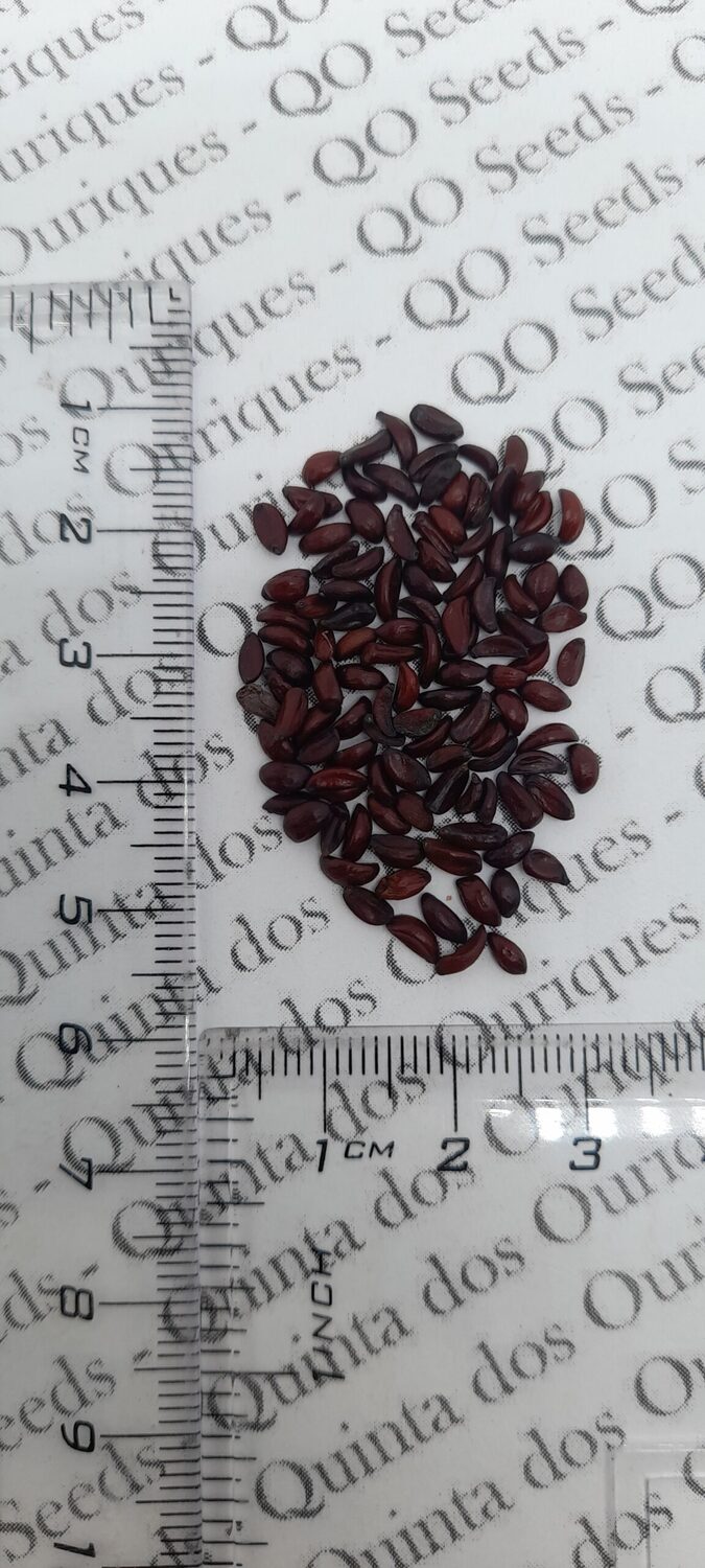 Mahonia aquifolium - Oregon grape - Image 12