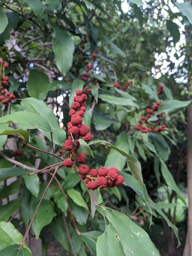 Mallotus philippensis / Croton philippense /Echinus philippensis / Rottlera tinctoria - Kamala Tree, Red Kamala, Kumkum Tree - Image 2