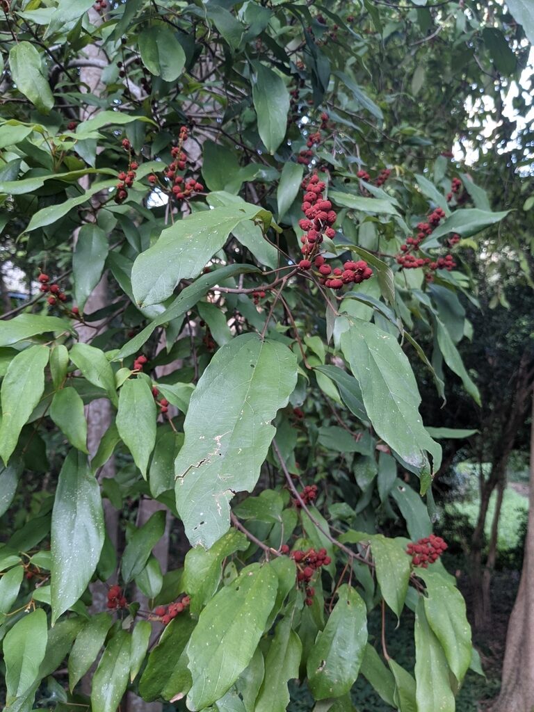 Mallotus philippensis / Croton philippense /Echinus philippensis / Rottlera tinctoria - Kamala Tree, Red Kamala, Kumkum Tree - Image 3
