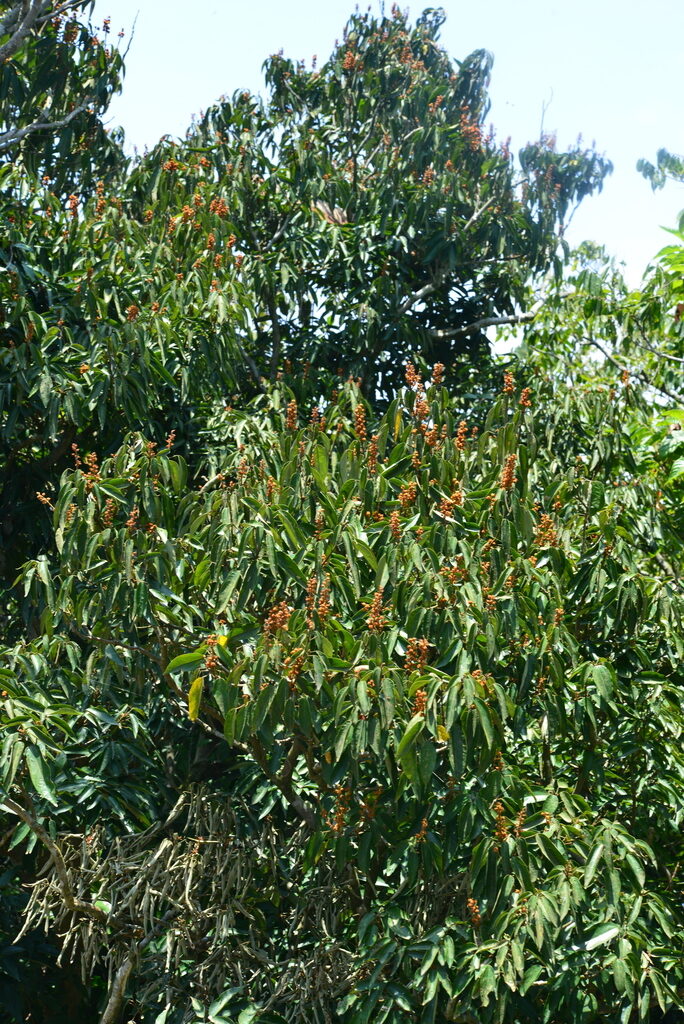Mallotus philippensis / Croton philippense /Echinus philippensis / Rottlera tinctoria - Kamala Tree, Red Kamala, Kumkum Tree - Image 5