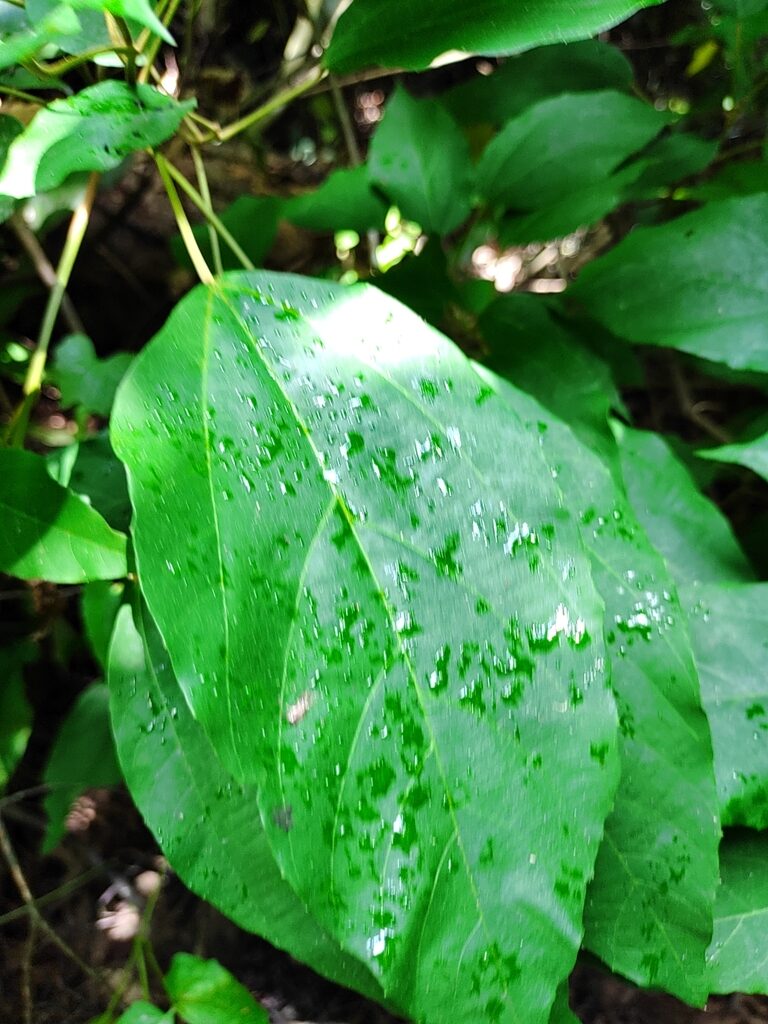 Mallotus philippensis / Croton philippense /Echinus philippensis / Rottlera tinctoria - Kamala Tree, Red Kamala, Kumkum Tree - Image 7