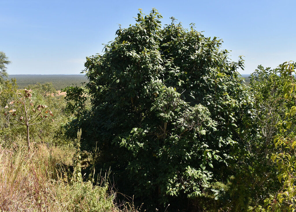 Mallotus philippensis / Croton philippense /Echinus philippensis / Rottlera tinctoria - Kamala Tree, Red Kamala, Kumkum Tree - Image 10