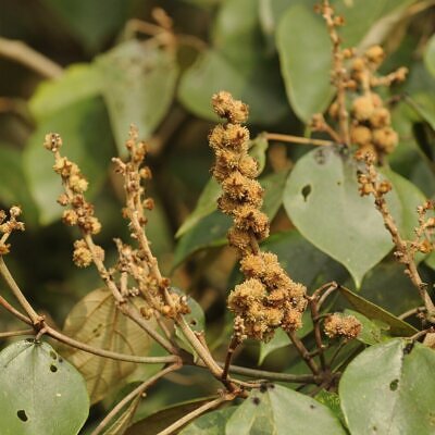 Mallotus tetracoccus / Rottlera ferruginea - Rusty Kamala