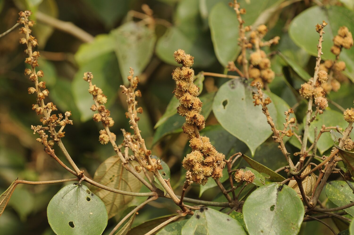 Mallotus tetracoccus / Rottlera ferruginea - Rusty Kamala