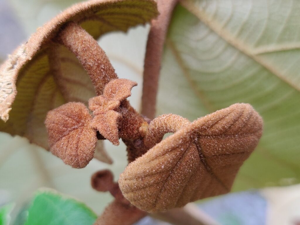 Mallotus tetracoccus / Rottlera ferruginea - Rusty Kamala - Image 2