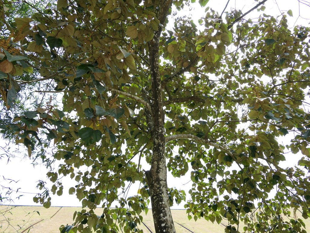 Mallotus tetracoccus / Rottlera ferruginea - Rusty Kamala - Image 3