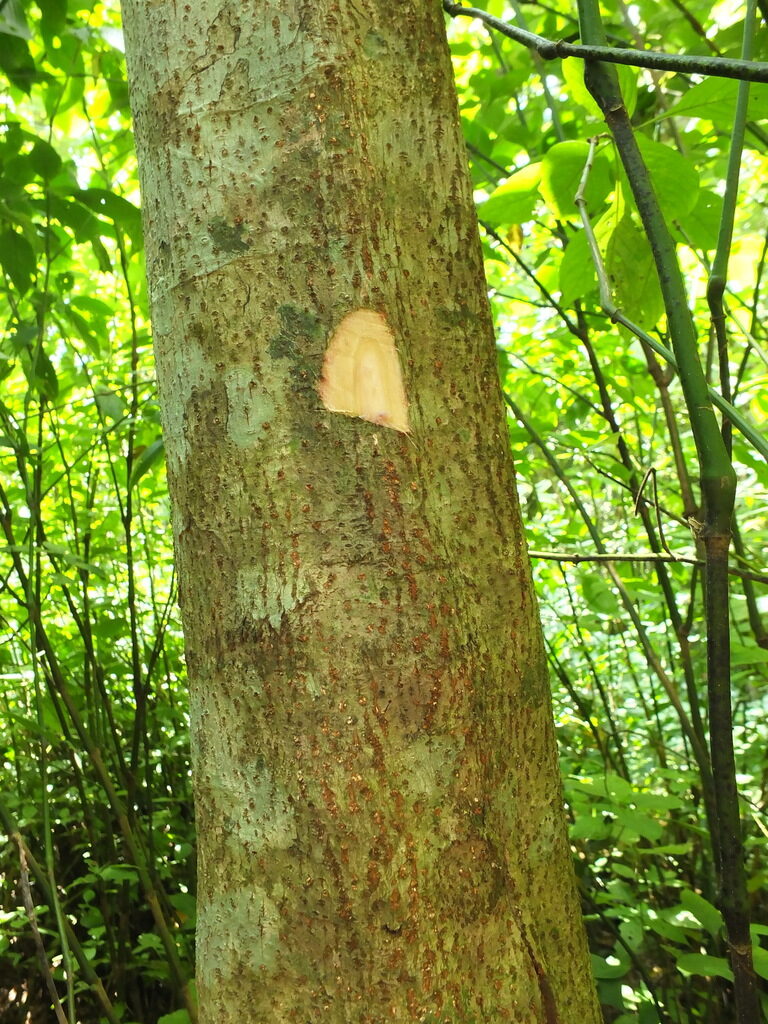 Mallotus tetracoccus / Rottlera ferruginea - Rusty Kamala - Image 5