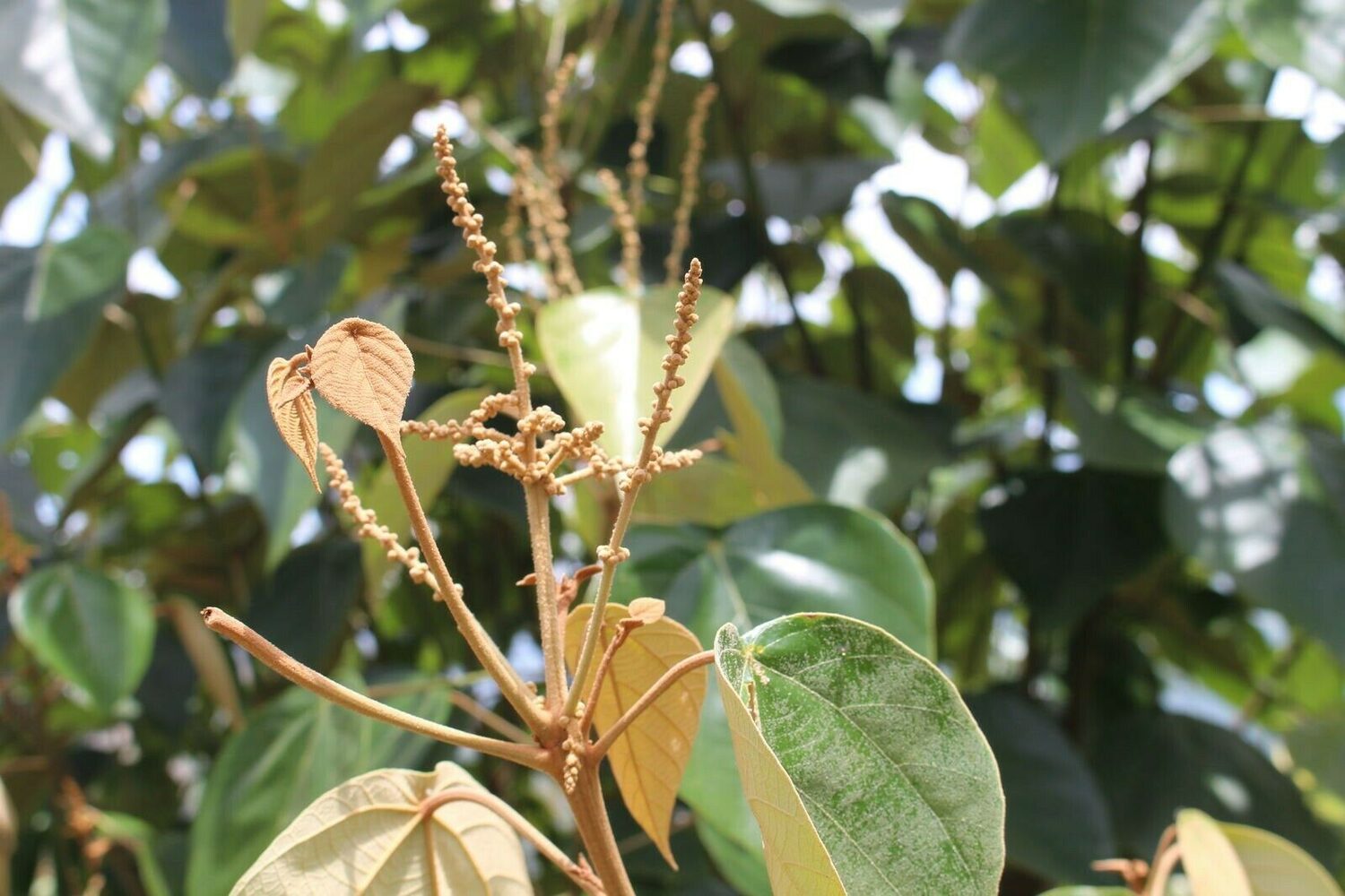 Mallotus tetracoccus / Rottlera ferruginea - Rusty Kamala - Image 8