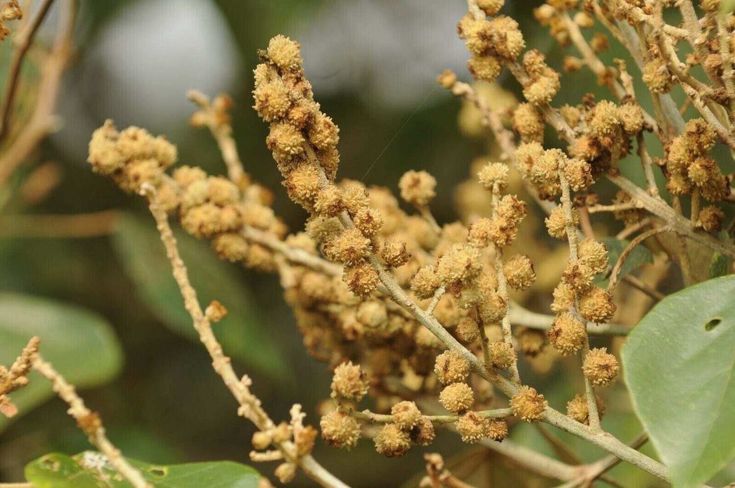 Mallotus tetracoccus / Rottlera ferruginea - Rusty Kamala - Image 10