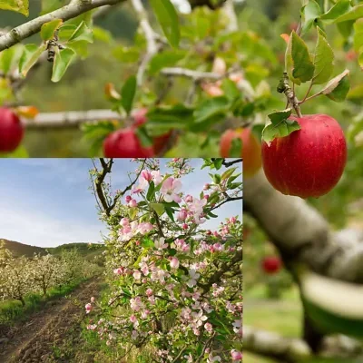 Malus domestica - Kashmir Apple