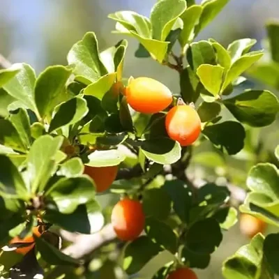 Manilkara hexandra - Rayan Fruit, Palu, Palai