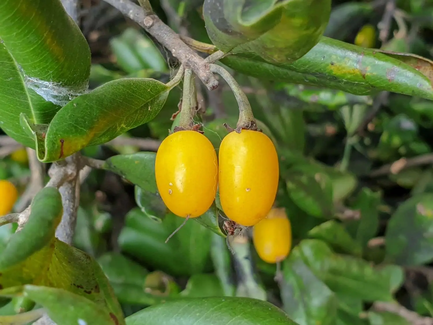 Manilkara hexandra - Rayan Fruit, Palu, Palai - Image 3
