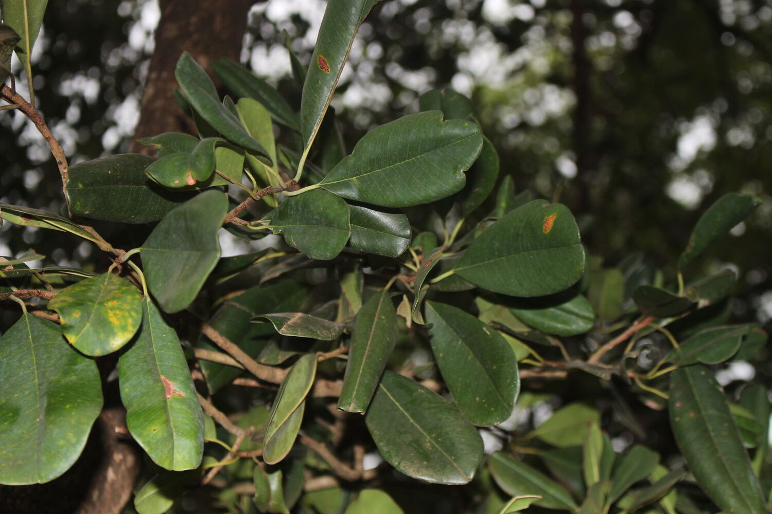 Manilkara hexandra - Rayan Fruit, Palu, Palai - Image 4