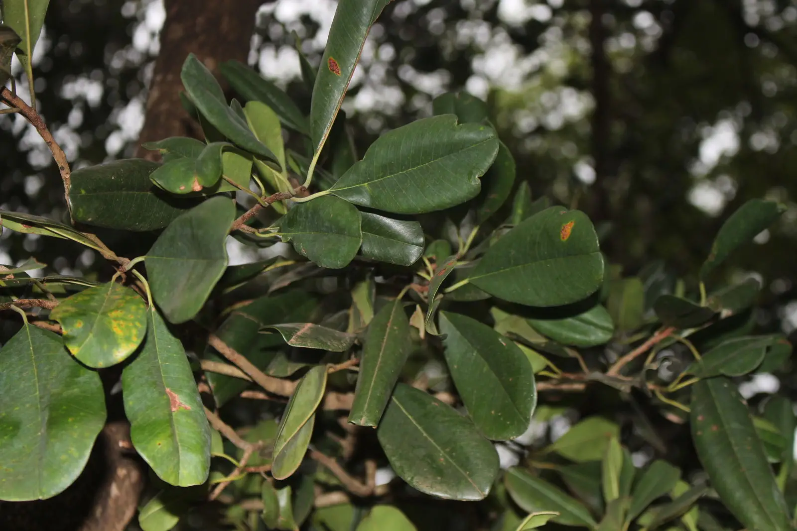 Manilkara hexandra - Rayan Fruit, Palu, Palai - Image 4