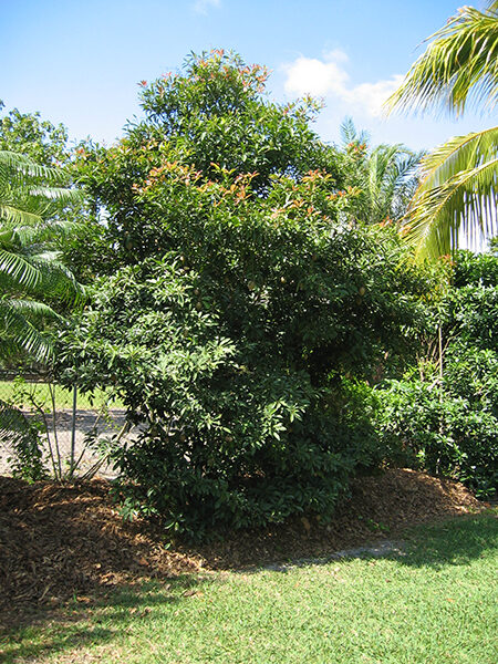 Manilkara zapota - Sapodilla Tree, Chico Fruit, Chiku, Sapote, Chicozapote, Chicle, Naseberry, Nispero, Soapapple - Image 2