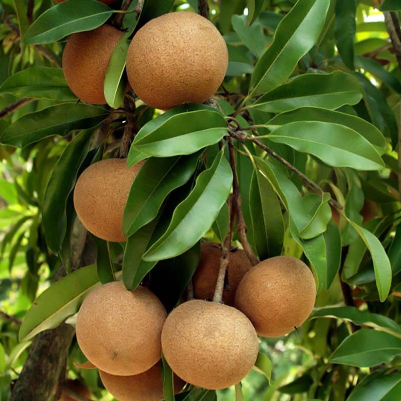 Manilkara zapota - Sapodilla Tree, Chico Fruit, Chiku, Sapote, Chicozapote, Chicle, Naseberry, Nispero, Soapapple - Image 4