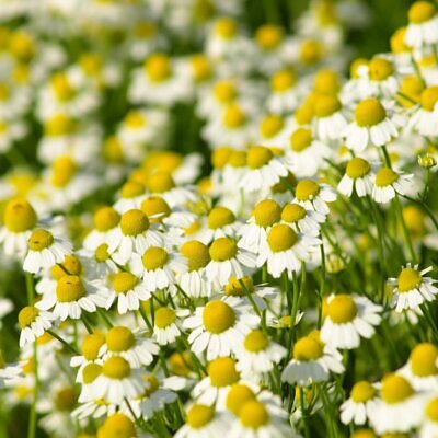 Matricaria recutita - German Chamomile
