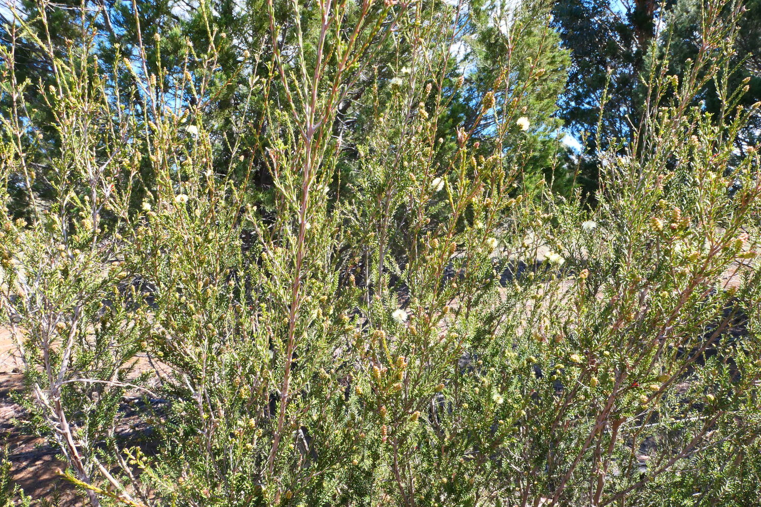Melaleuca pustulata - Cranbrook Paperbark, Warty Paperbark - Image 8
