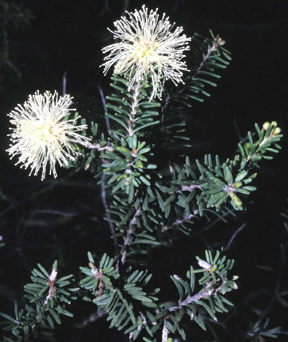Melaleuca pustulata - Cranbrook Paperbark, Warty Paperbark - Image 9